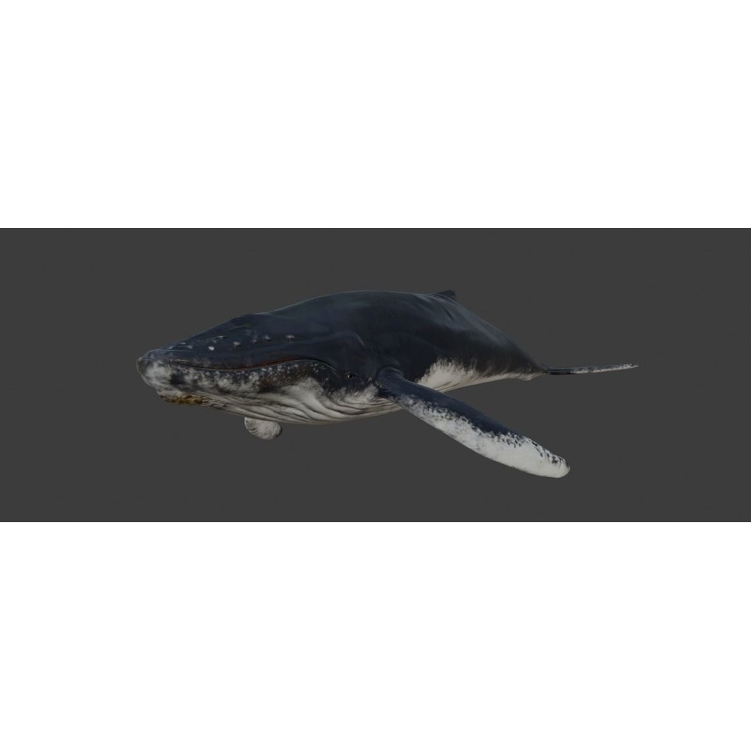 Humpback Whale 3D Model – Animated Low Poly Rigged Asset, FBX - View 12