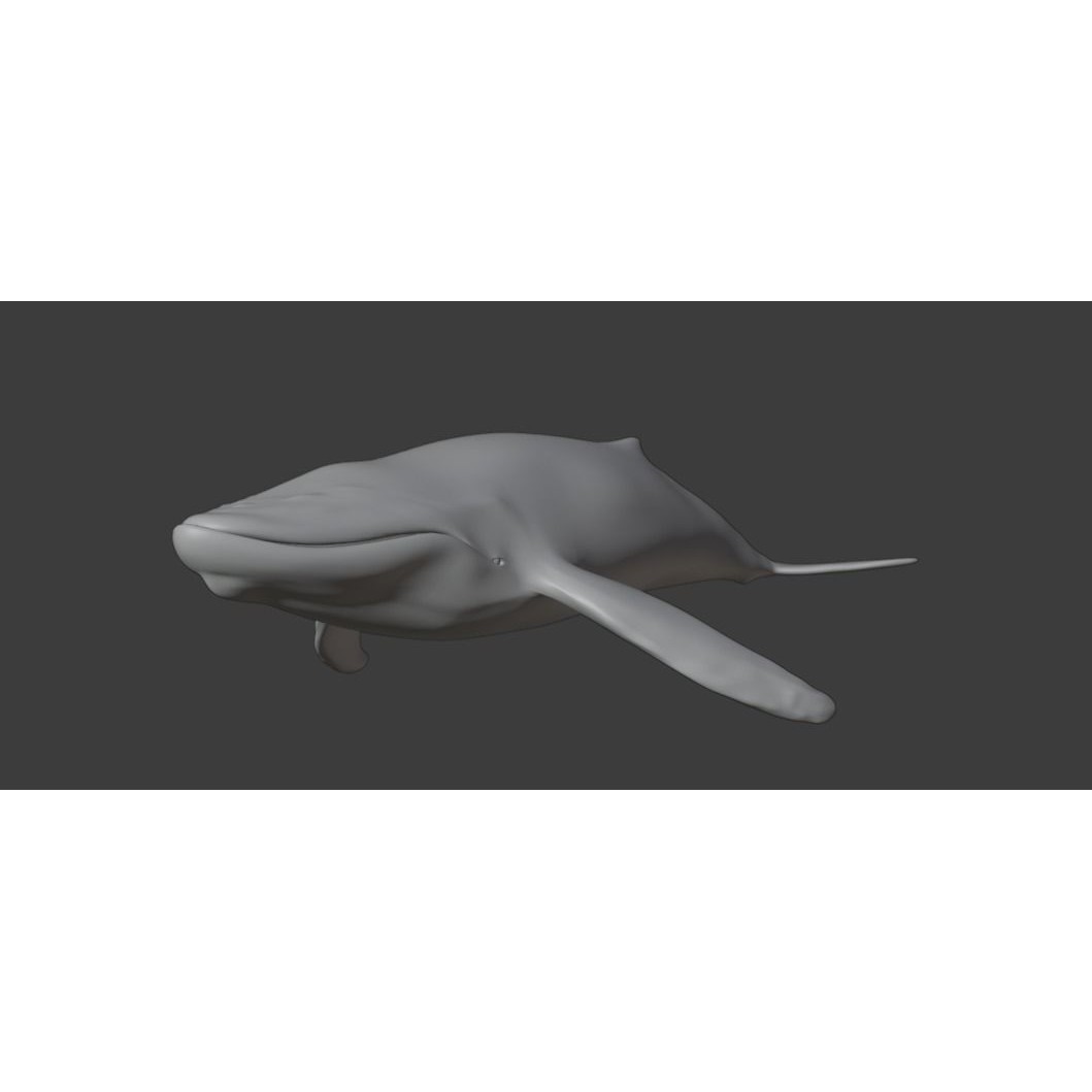 Humpback Whale 3D Model – Animated Low Poly Rigged Asset, FBX - View 16