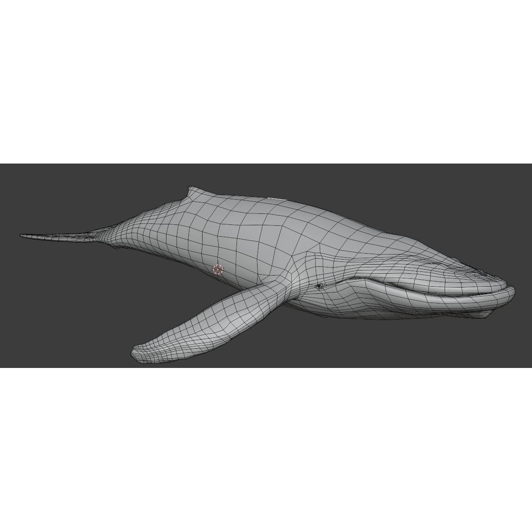Humpback Whale 3D Model – Animated Low Poly Rigged Asset, FBX - View 18