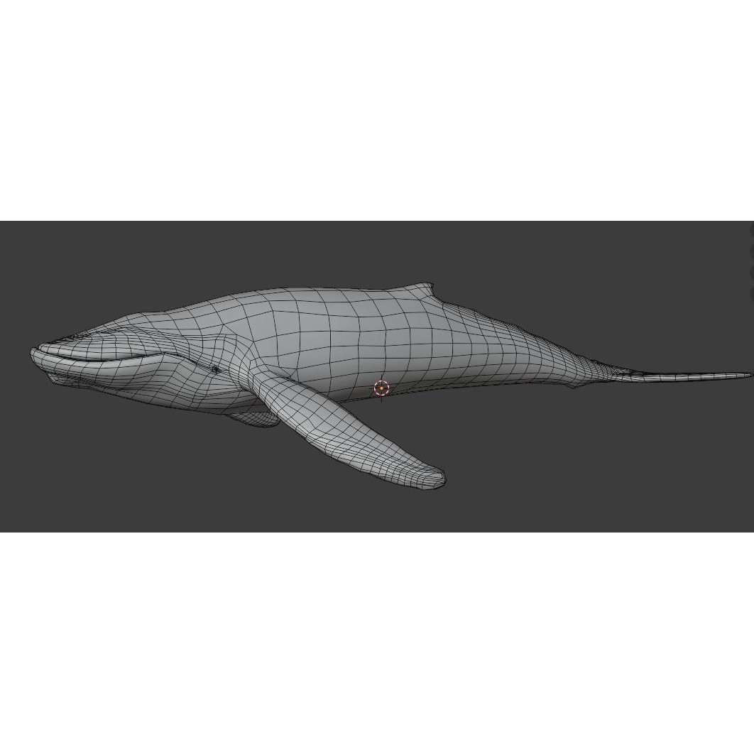 Humpback Whale 3D Model – Animated Low Poly Rigged Asset, FBX - View 19
