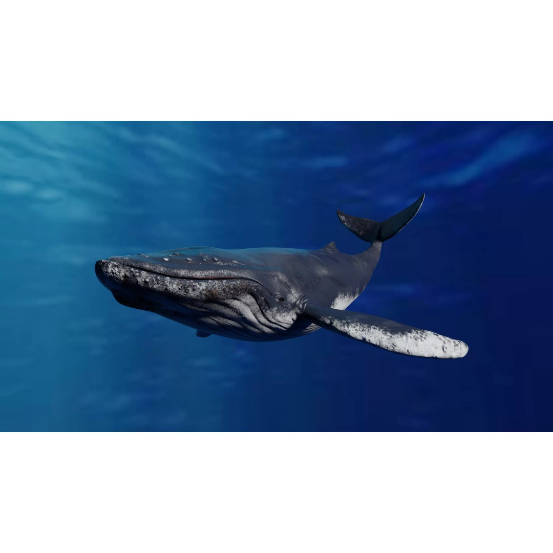 Humpback Whale 3D Model – Animated Low Poly Rigged Asset, FBX - View 2