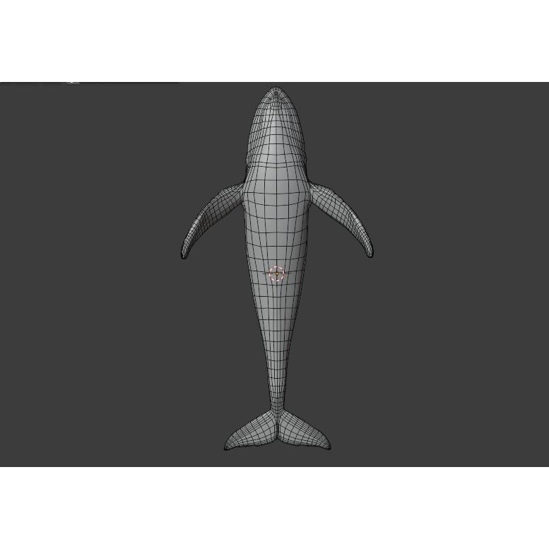 Humpback Whale 3D Model – Animated Low Poly Rigged Asset, FBX - View 20