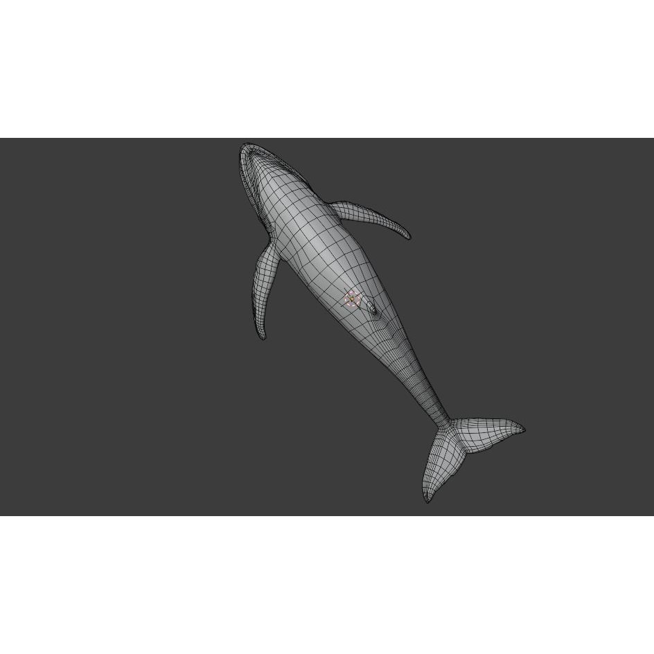 Humpback Whale 3D Model – Animated Low Poly Rigged Asset, FBX - View 21