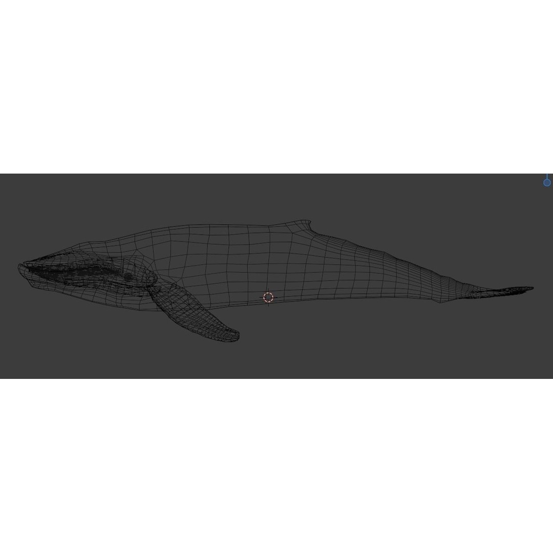 Humpback Whale 3D Model – Animated Low Poly Rigged Asset, FBX - View 23