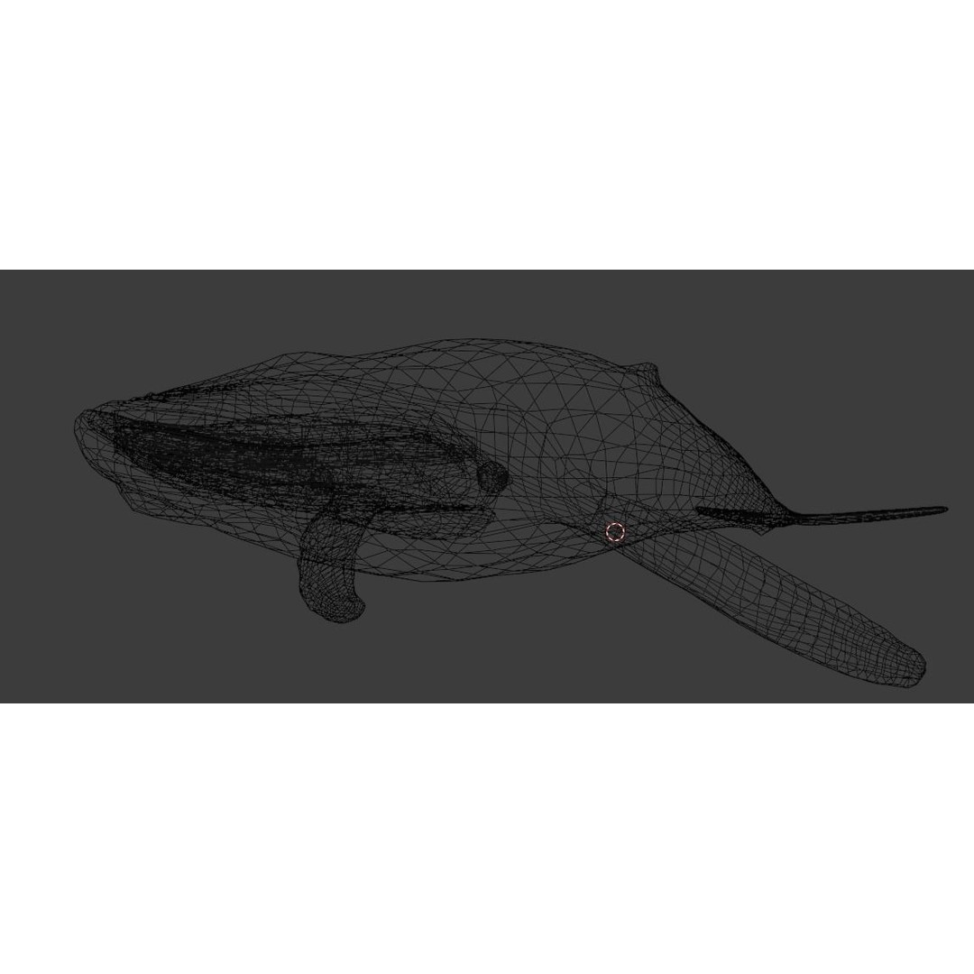 Humpback Whale 3D Model – Animated Low Poly Rigged Asset, FBX - View 24