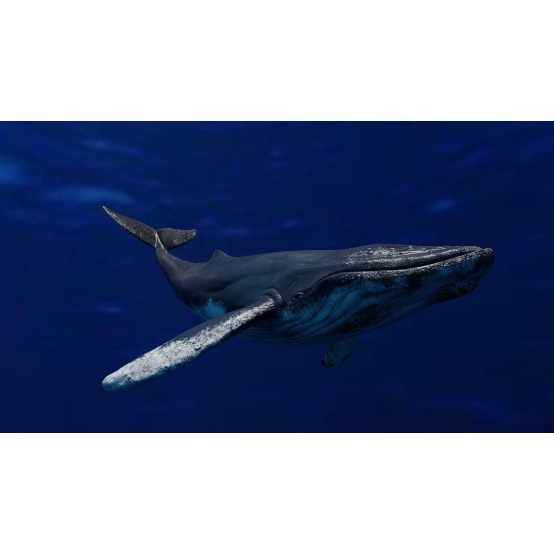 Humpback Whale 3D Model – Animated Low Poly Rigged Asset, FBX - View 3
