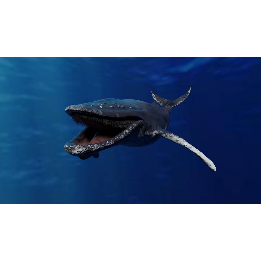 Humpback Whale 3D Model – Animated Low Poly Rigged Asset, FBX - View 4