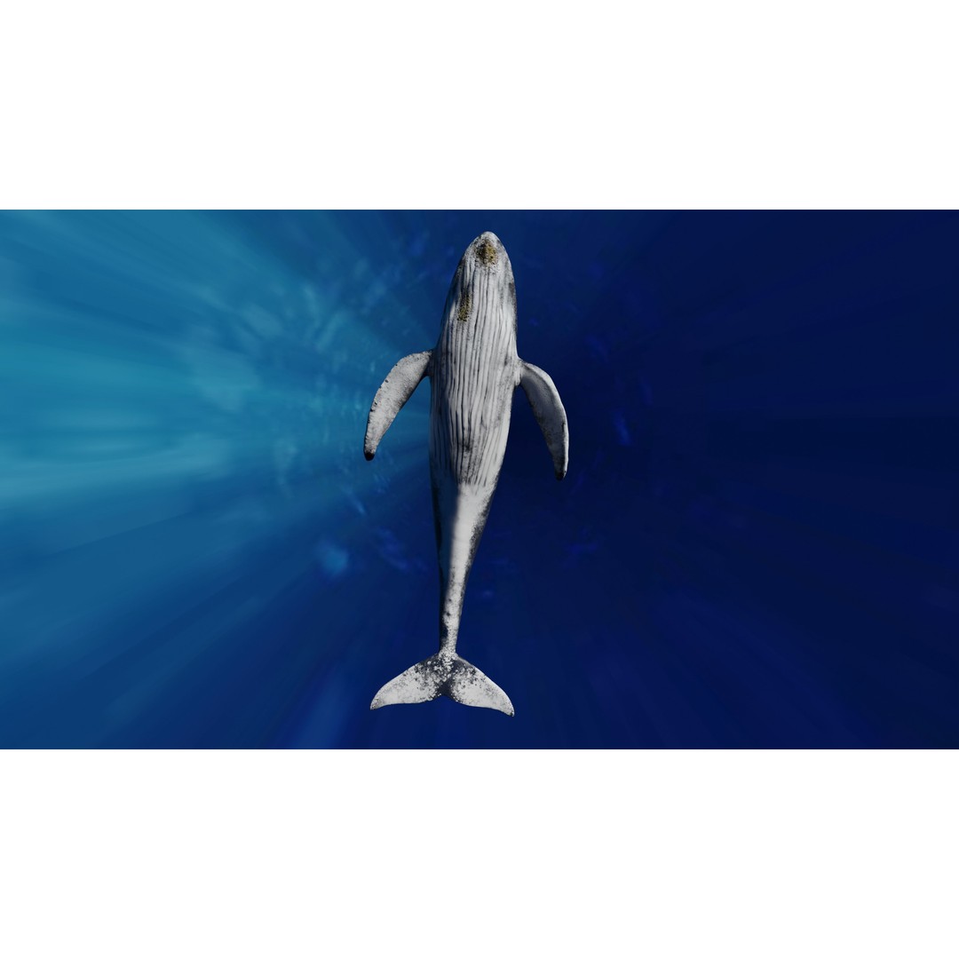 Humpback Whale 3D Model – Animated Low Poly Rigged Asset, FBX - View 5