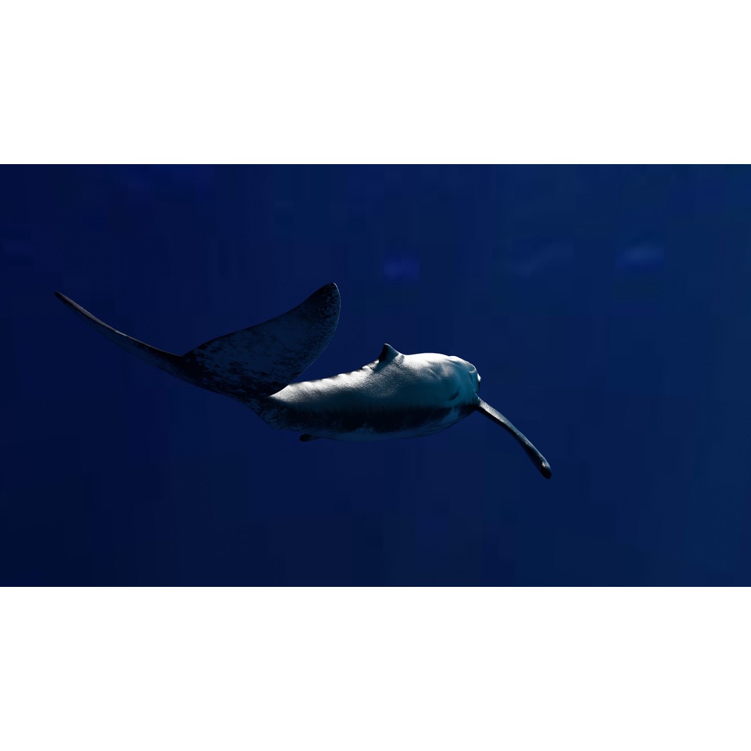 Humpback Whale 3D Model – Animated Low Poly Rigged Asset, FBX - View 6