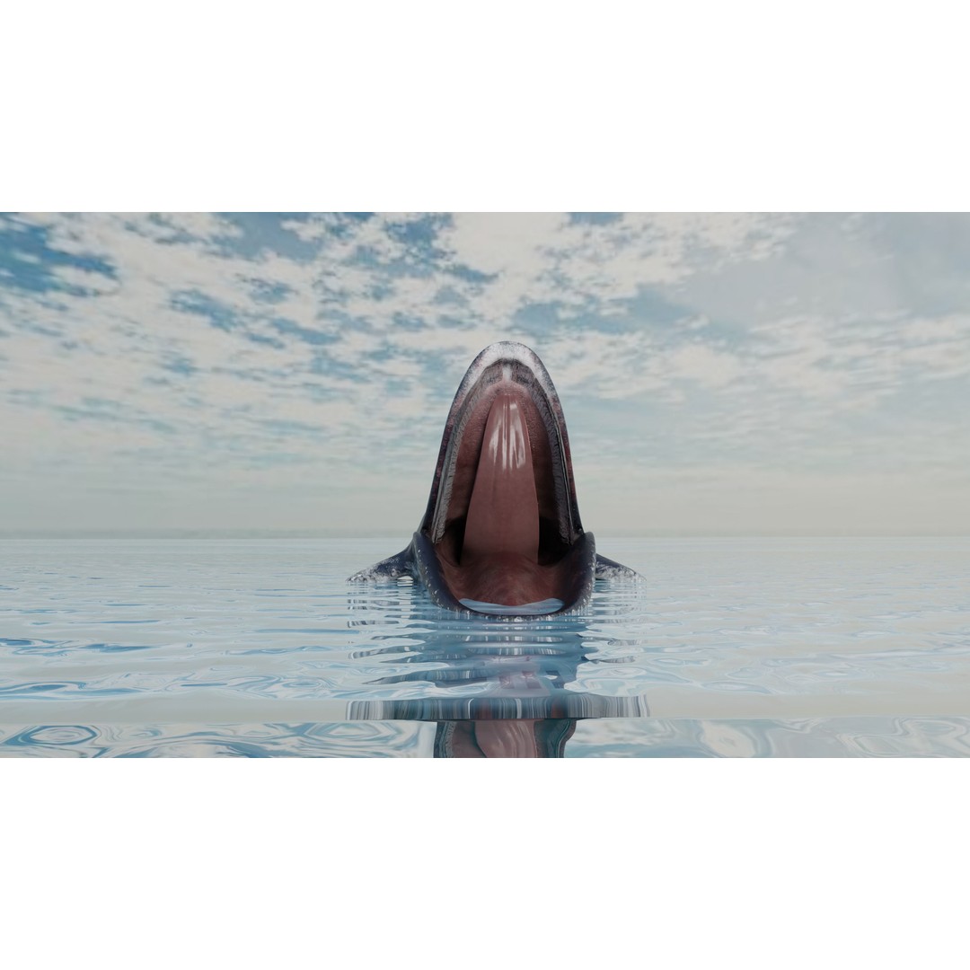 Humpback Whale 3D Model – Animated Low Poly Rigged Asset, FBX - View 7