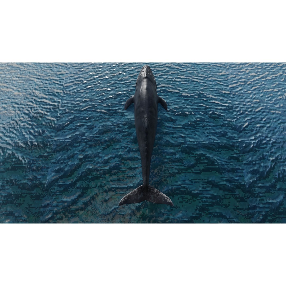 Humpback Whale 3D Model – Animated Low Poly Rigged Asset, FBX - View 8