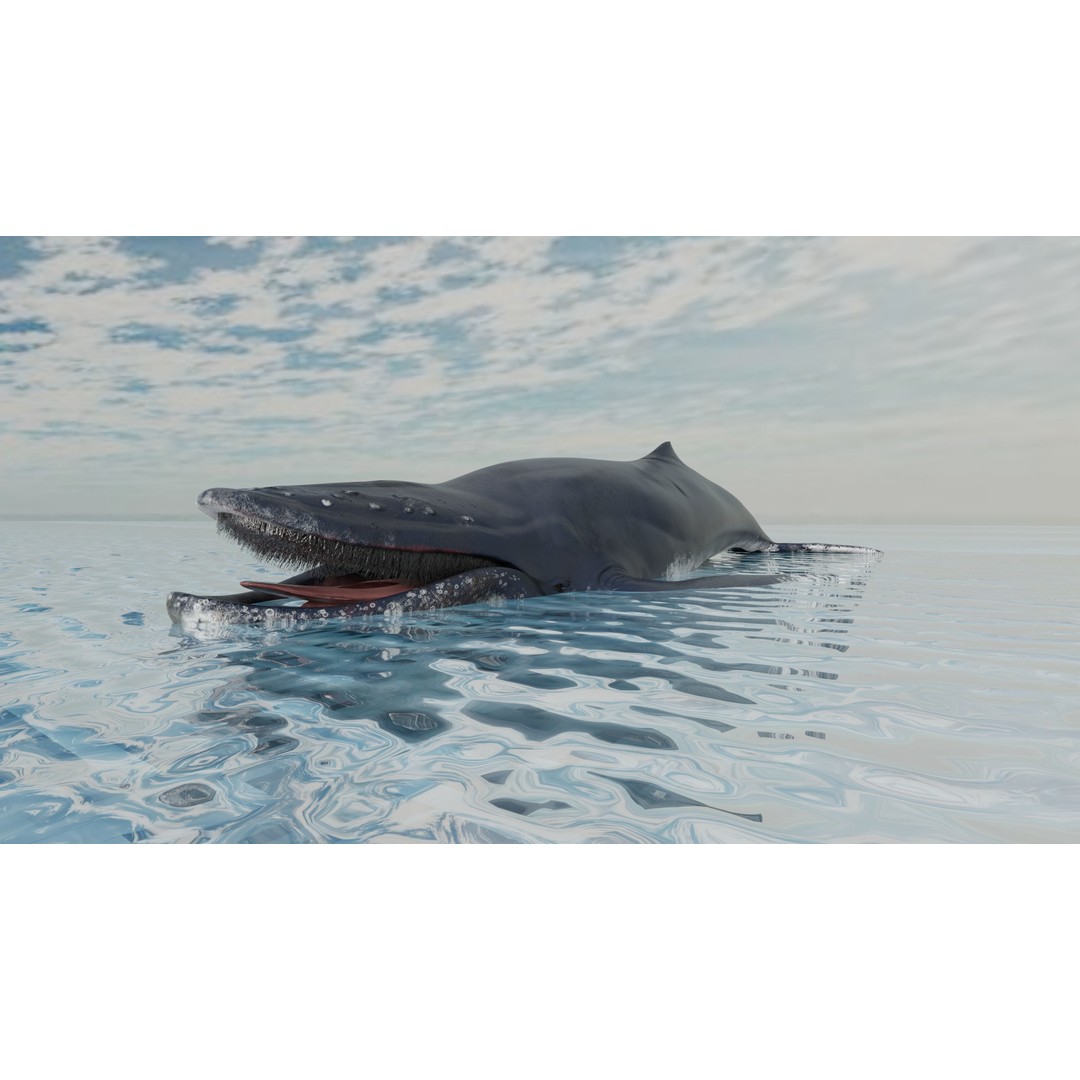 Humpback Whale 3D Model – Animated Low Poly Rigged Asset, FBX - View 9