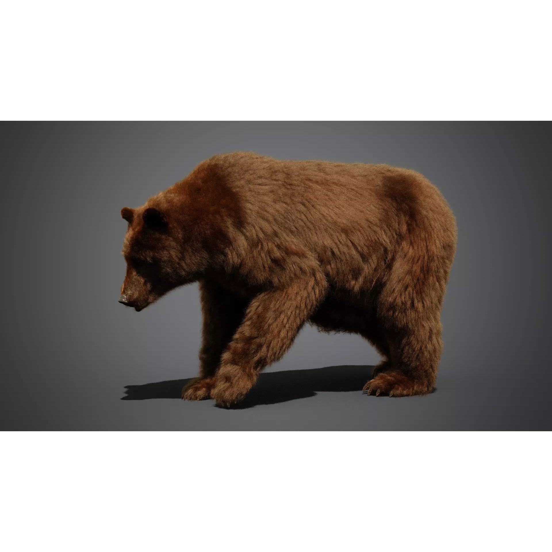 Marsican Bear - Rigged Animated 3D Model