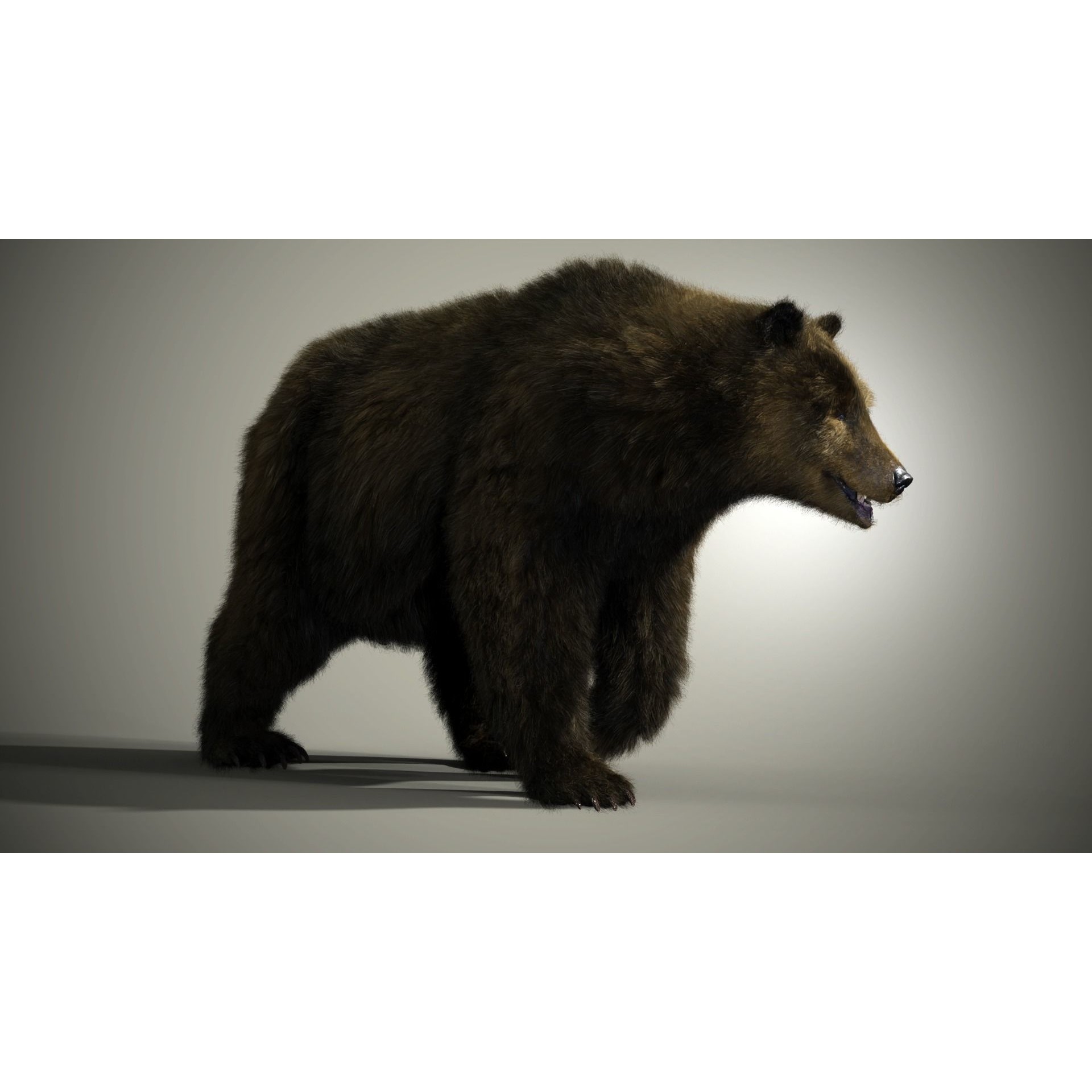 Marsican Bear - Rigged Animated 3D Model - View 14