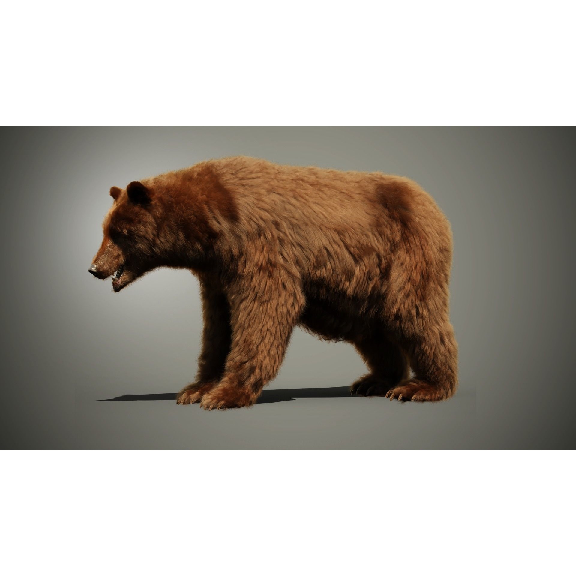Marsican Bear - Rigged Animated 3D Model - View 15