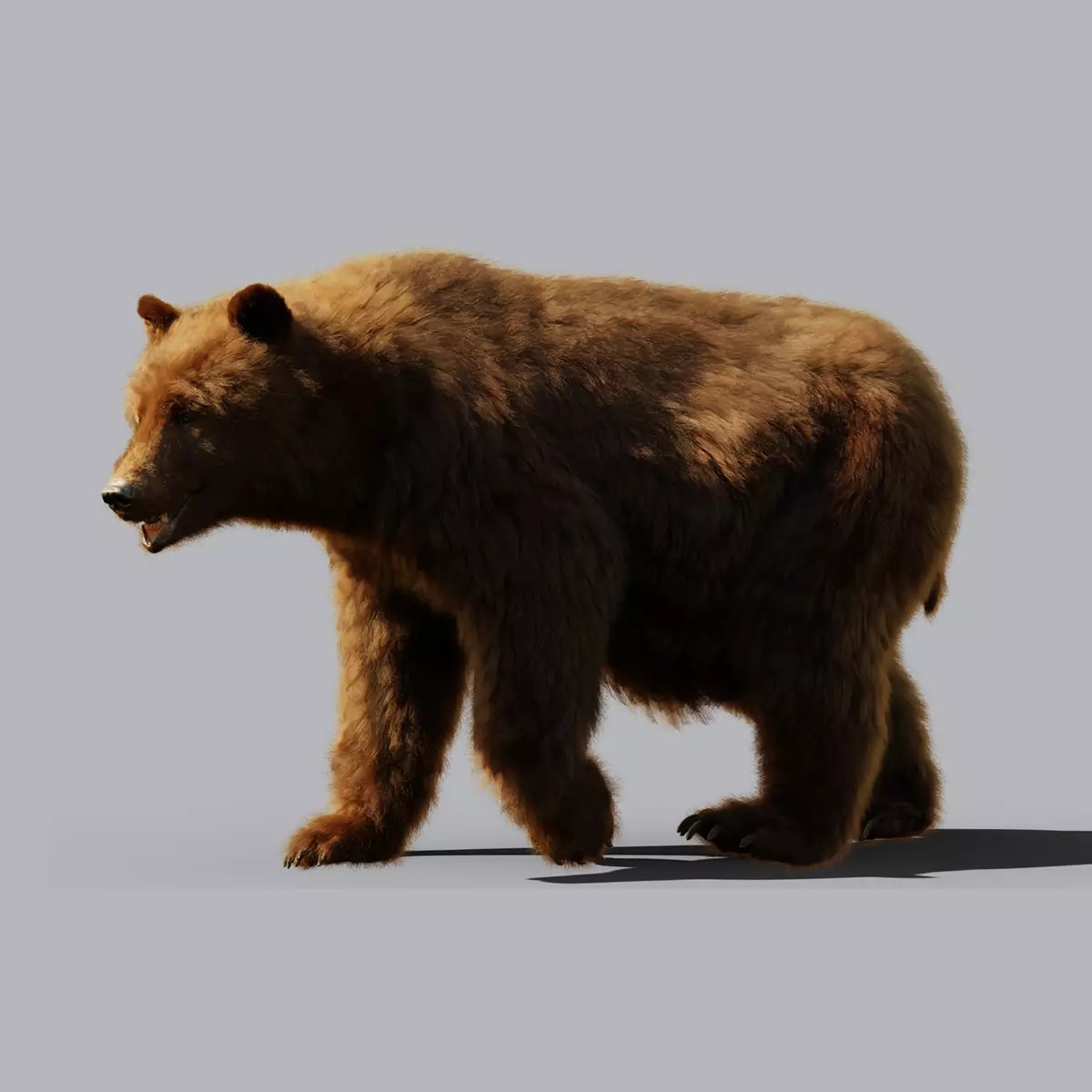 Marsican Bear - Rigged Animated 3D Model - View 2