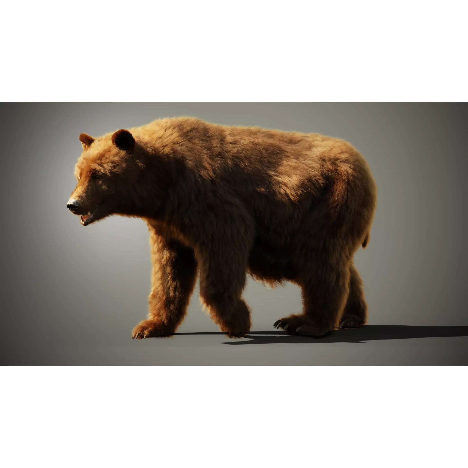 Marsican Bear - Rigged Animated 3D Model - View 3