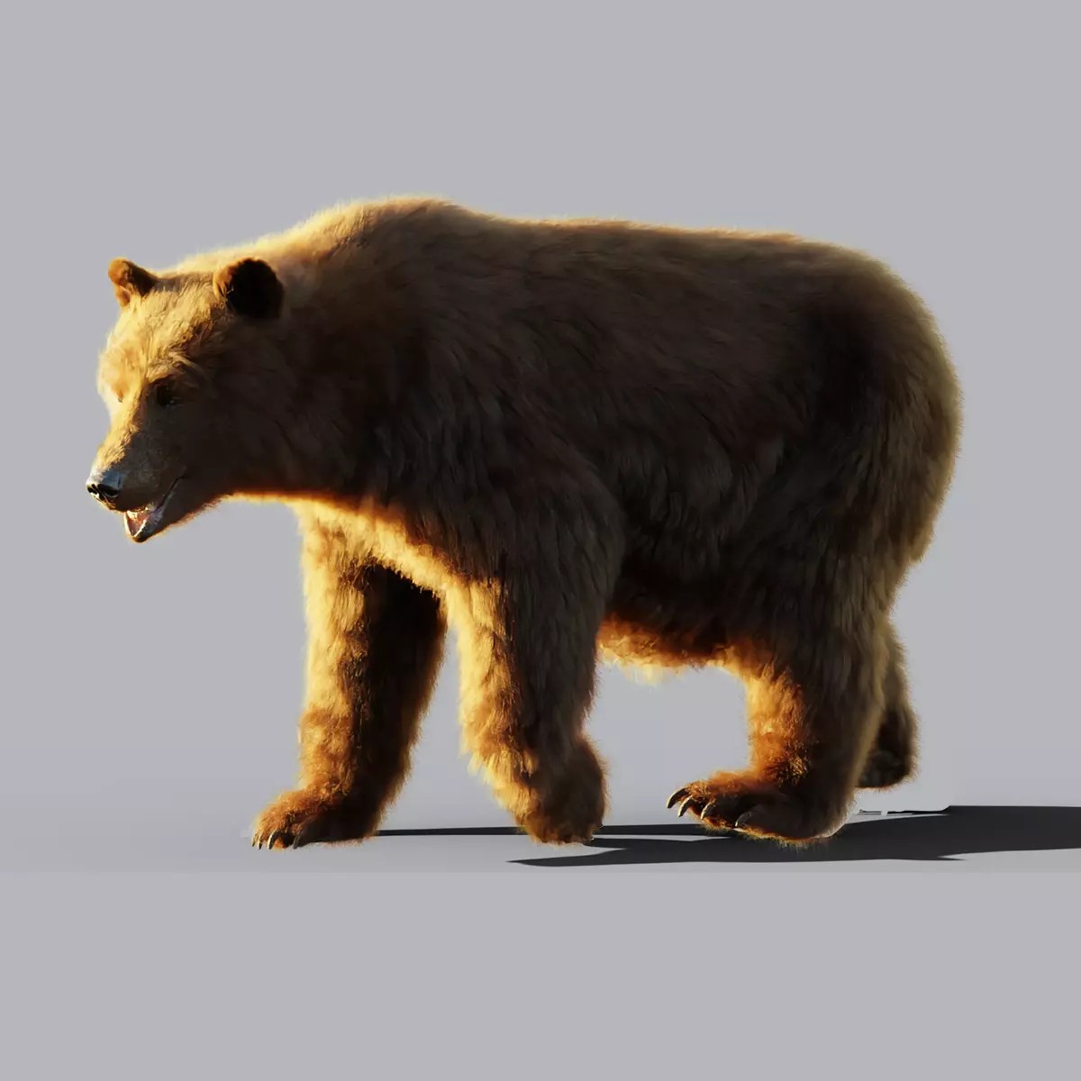 Marsican Bear - Rigged Animated 3D Model - View 4