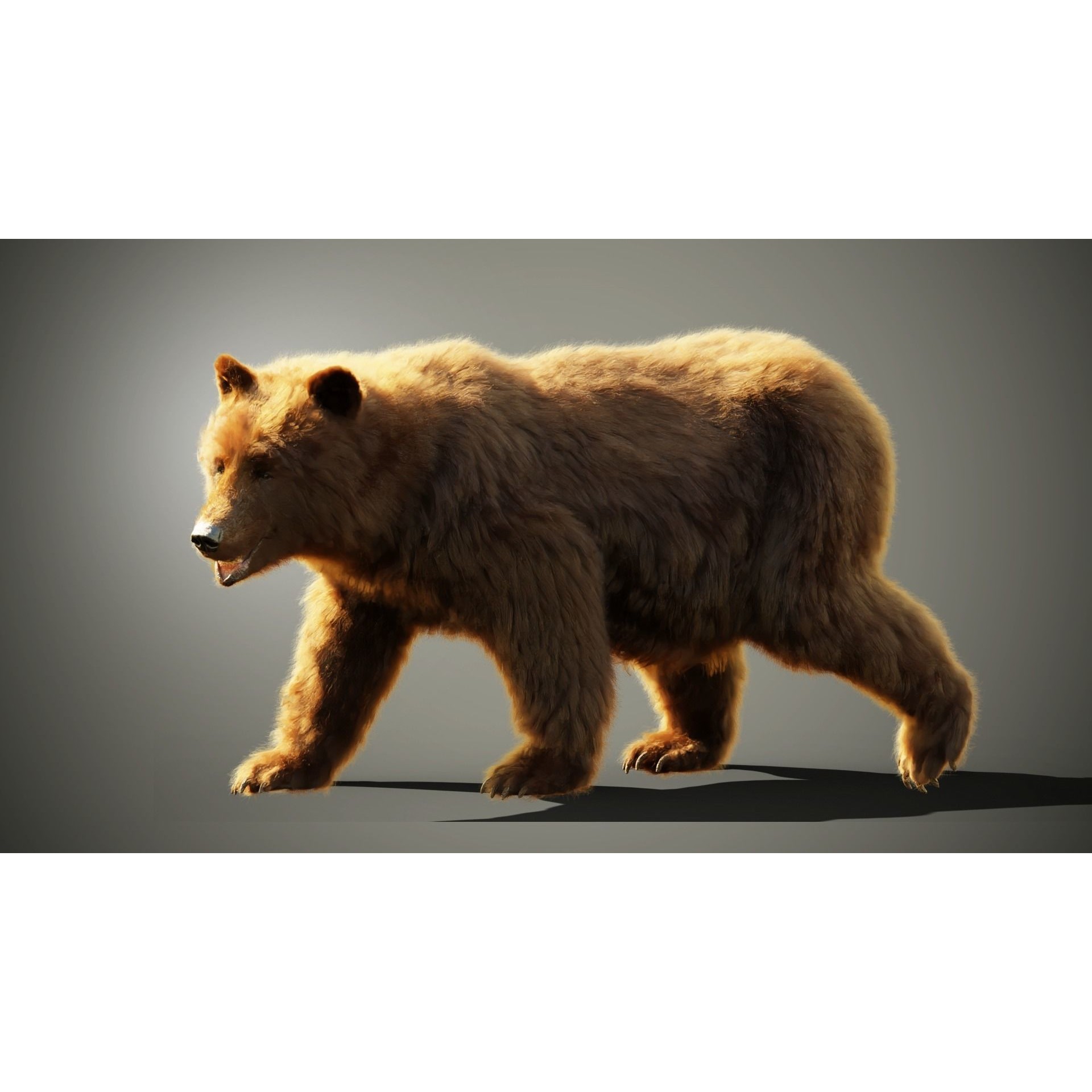 Marsican Bear - Rigged Animated 3D Model - View 5