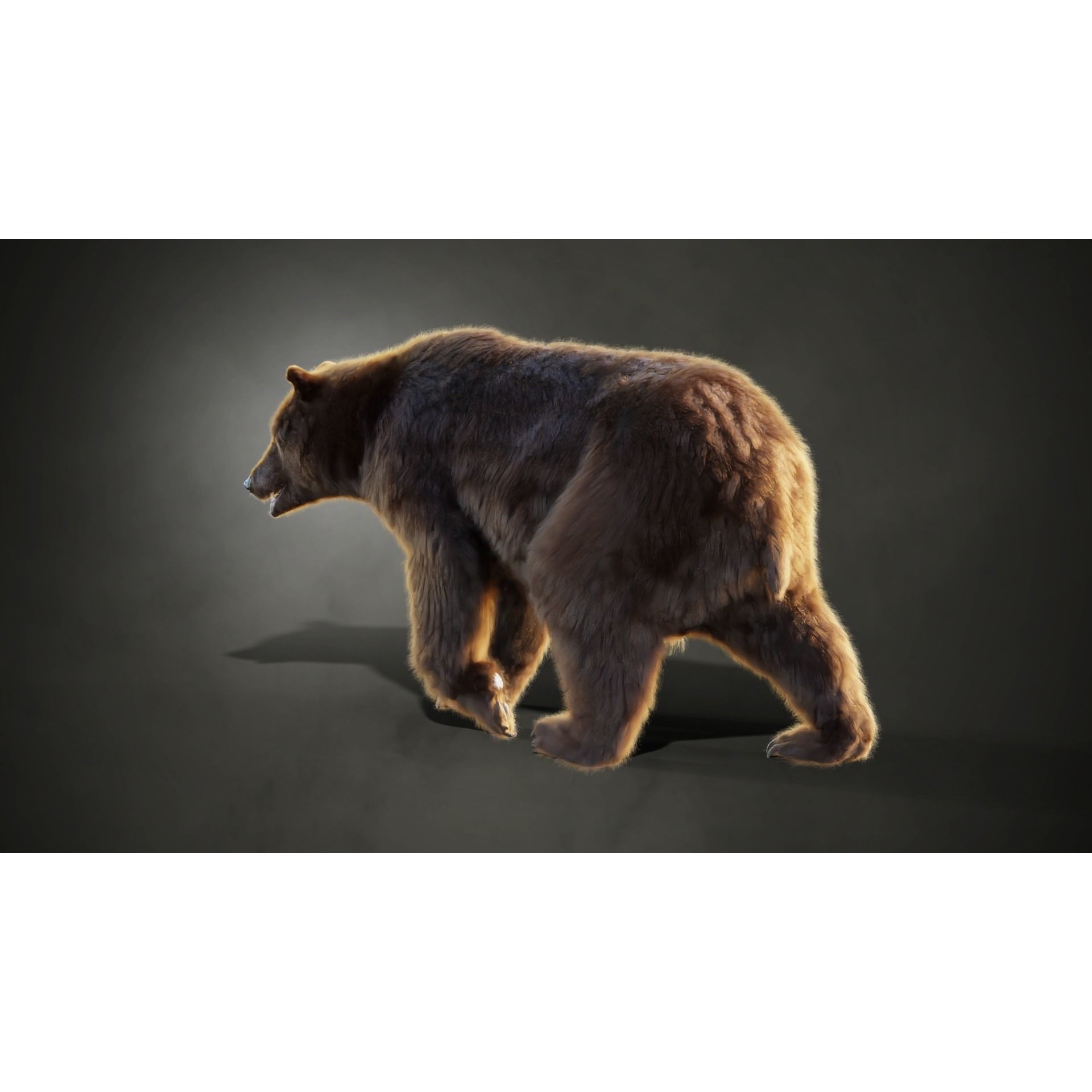 Marsican Bear - Rigged Animated 3D Model - View 6