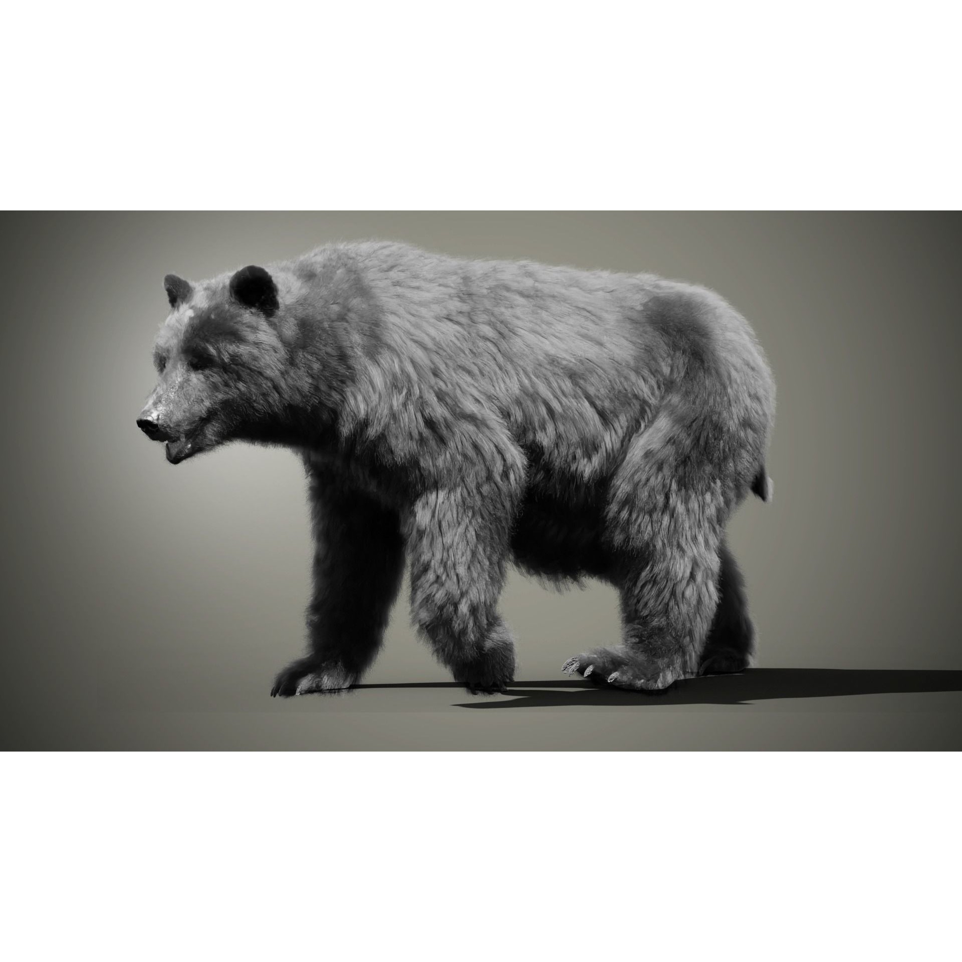 Marsican Bear - Rigged Animated 3D Model - View 7