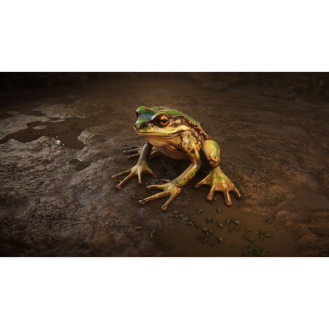 Animated Frog 3D Model – Low Poly Game Asset, FBX, PBR Textures - View 10