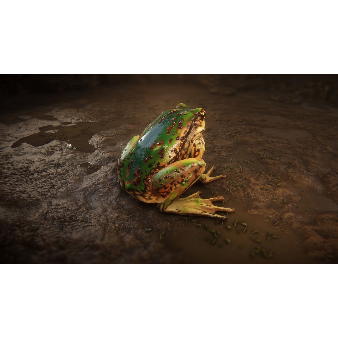 Animated Frog 3D Model – Low Poly Game Asset, FBX, PBR Textures - View 11