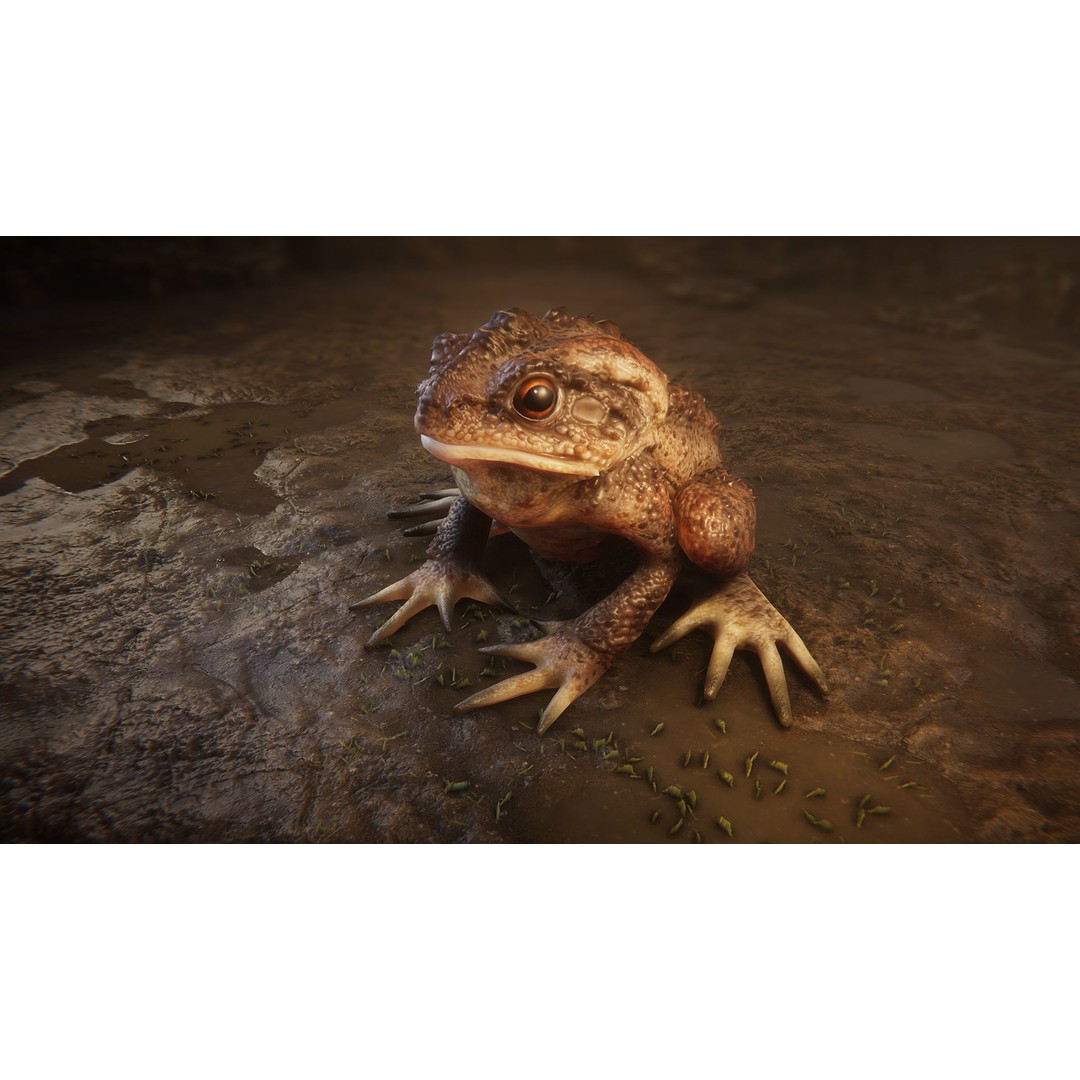 Animated Frog 3D Model – Low Poly Game Asset, FBX, PBR Textures - View 4