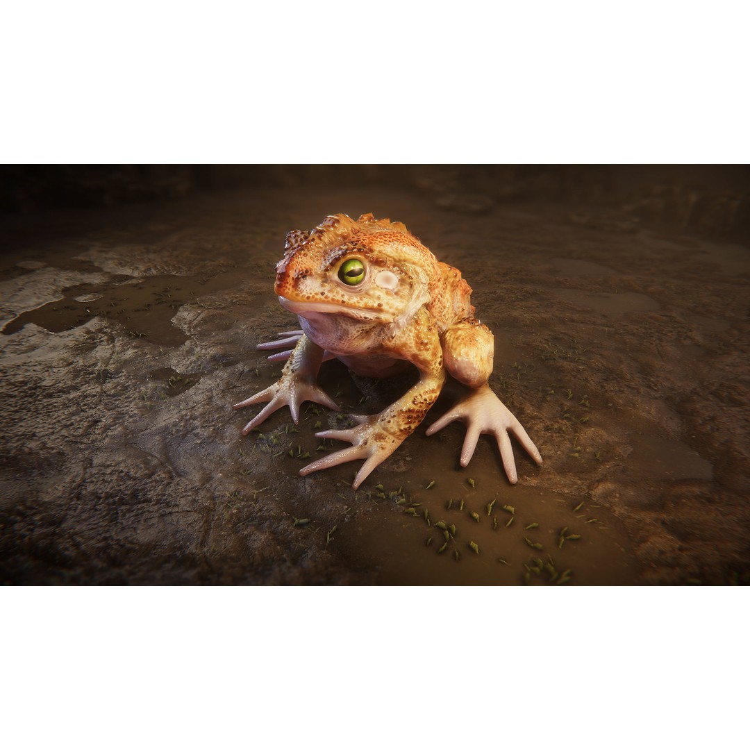 Animated Frog 3D Model – Low Poly Game Asset, FBX, PBR Textures - View 6