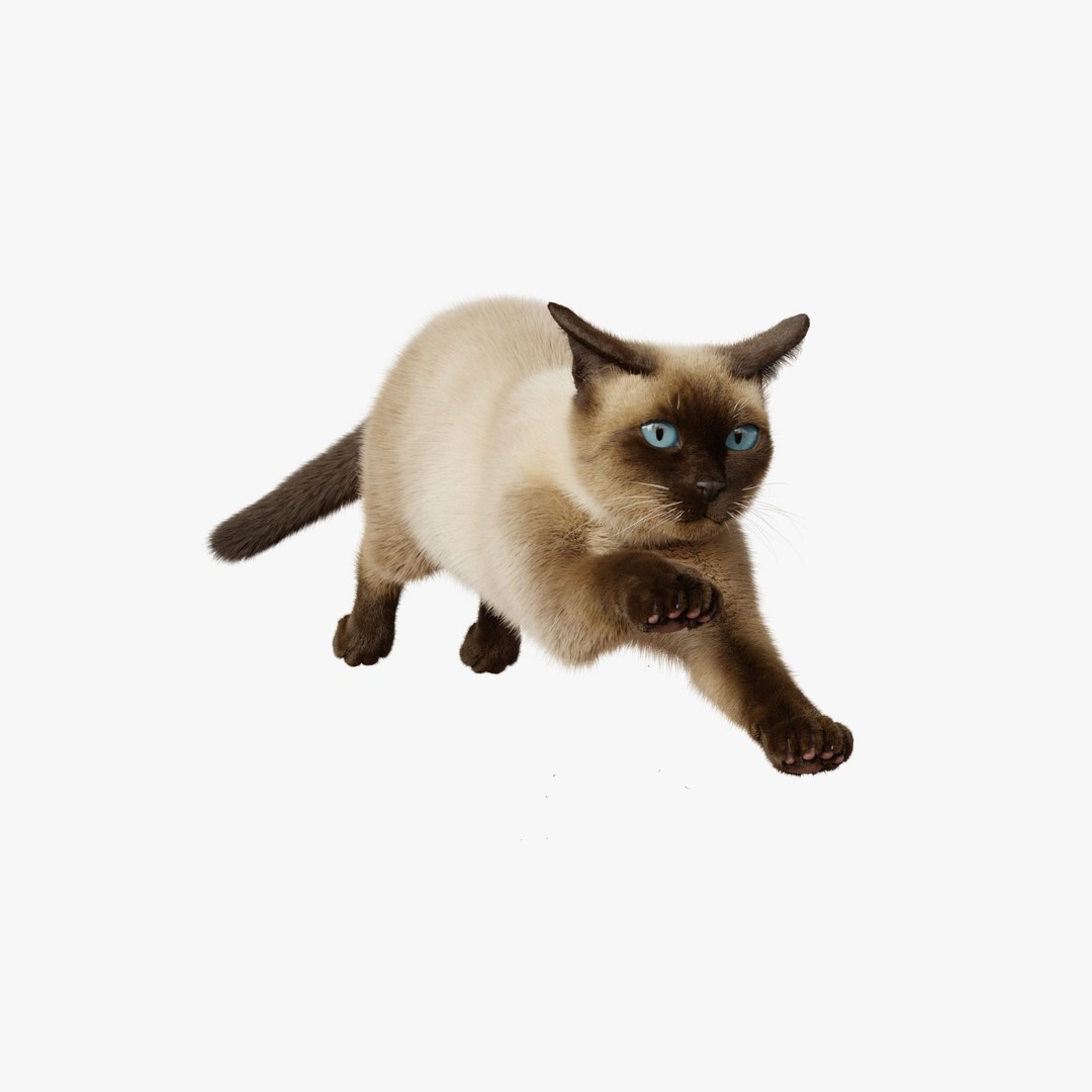 Siamese Cat 3D Model – Rigged Animated Character with PBR Textures - View 10