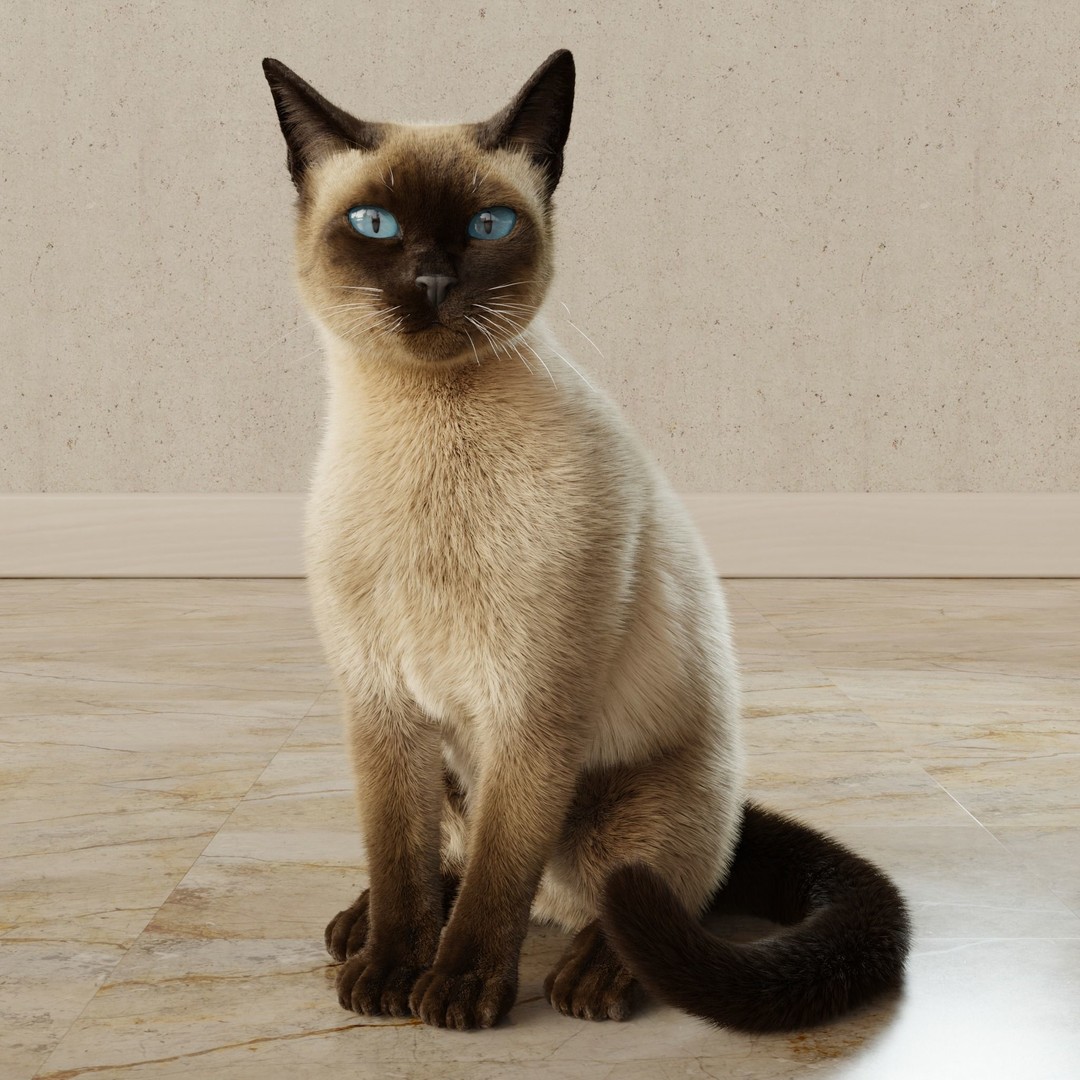 Siamese Cat 3D Model – Rigged Animated Character with PBR Textures - View 12