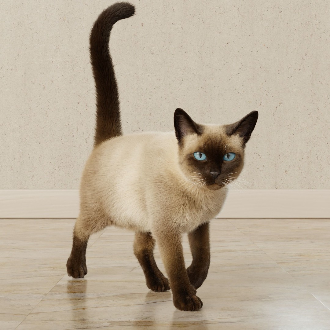 Siamese Cat 3D Model – Rigged Animated Character with PBR Textures - View 14