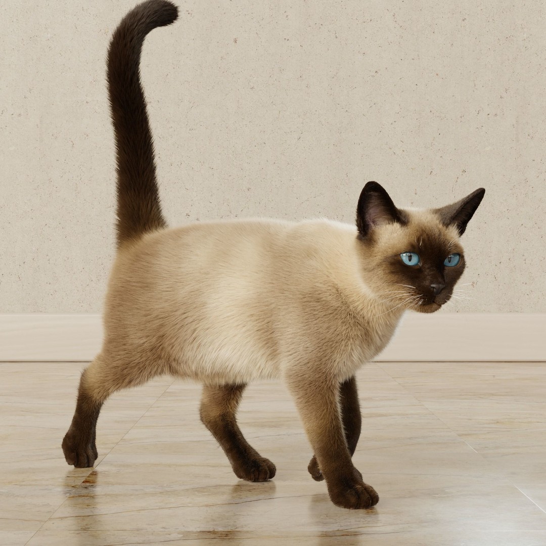 Siamese Cat 3D Model – Rigged Animated Character with PBR Textures - View 15
