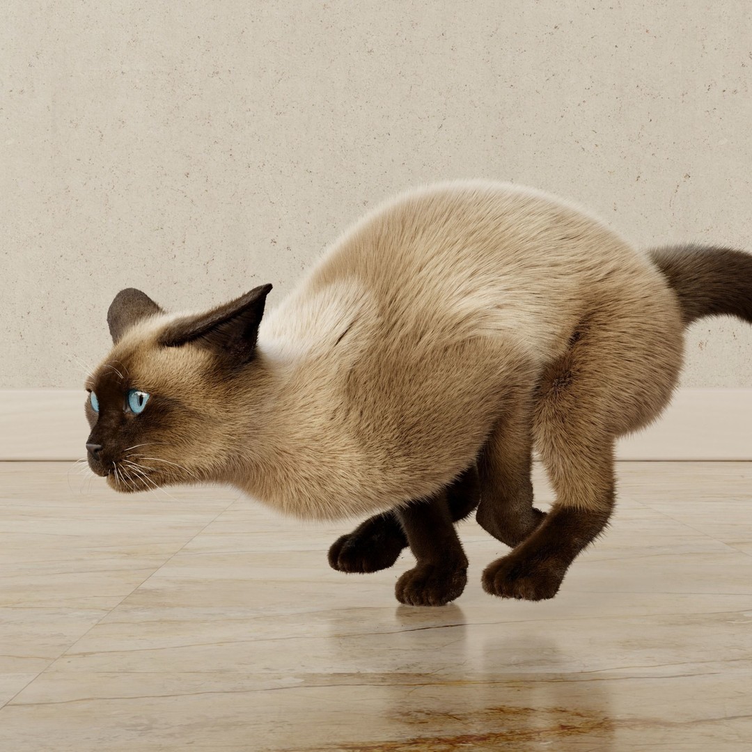 Siamese Cat 3D Model – Rigged Animated Character with PBR Textures - View 16