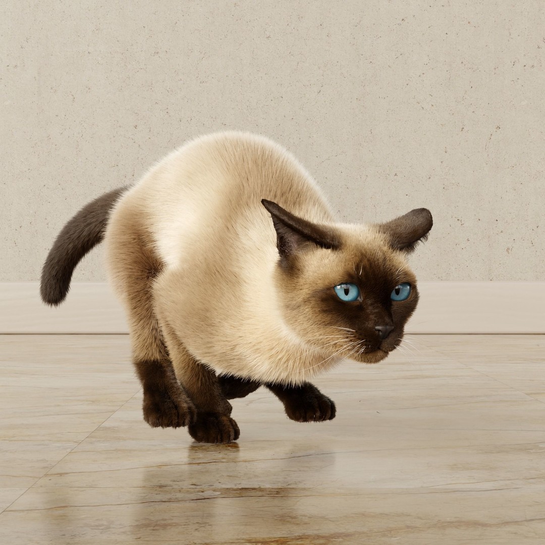 Siamese Cat 3D Model – Rigged Animated Character with PBR Textures - View 17