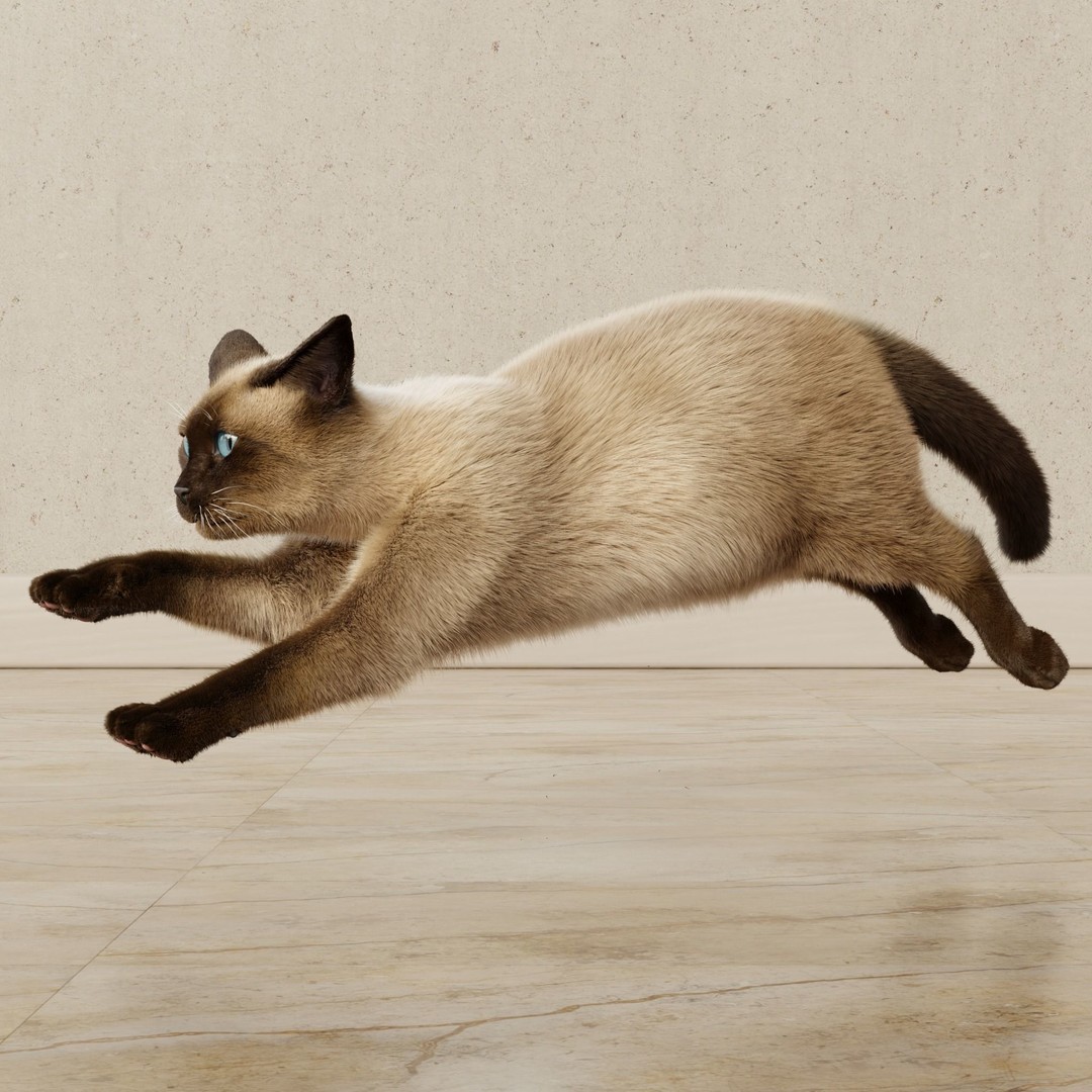 Siamese Cat 3D Model – Rigged Animated Character with PBR Textures - View 18