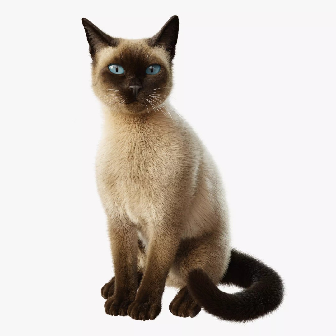 Siamese Cat 3D Model – Rigged Animated Character with PBR Textures - View 2