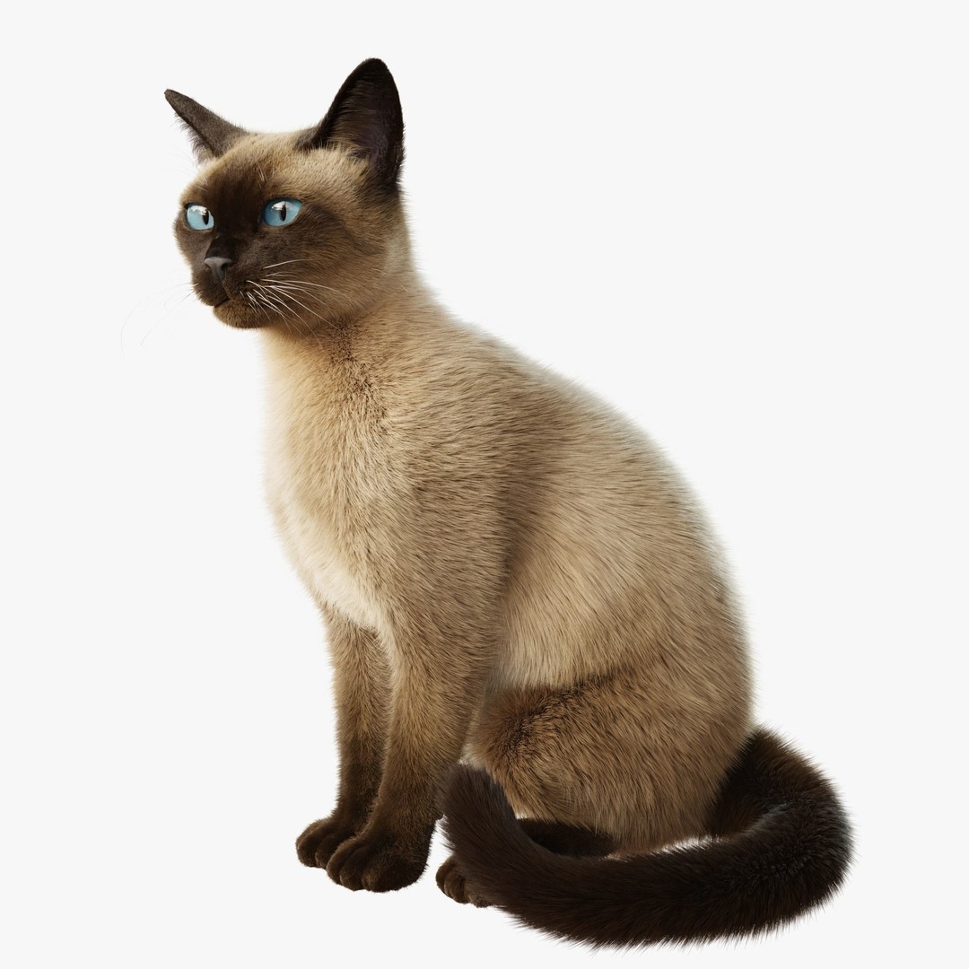 Siamese Cat 3D Model – Rigged Animated Character with PBR Textures - View 3