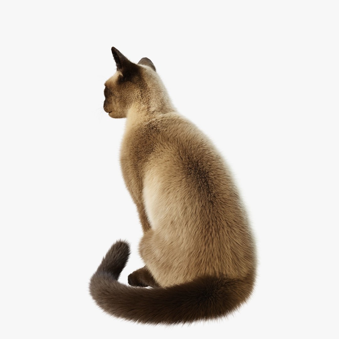 Siamese Cat 3D Model – Rigged Animated Character with PBR Textures - View 4