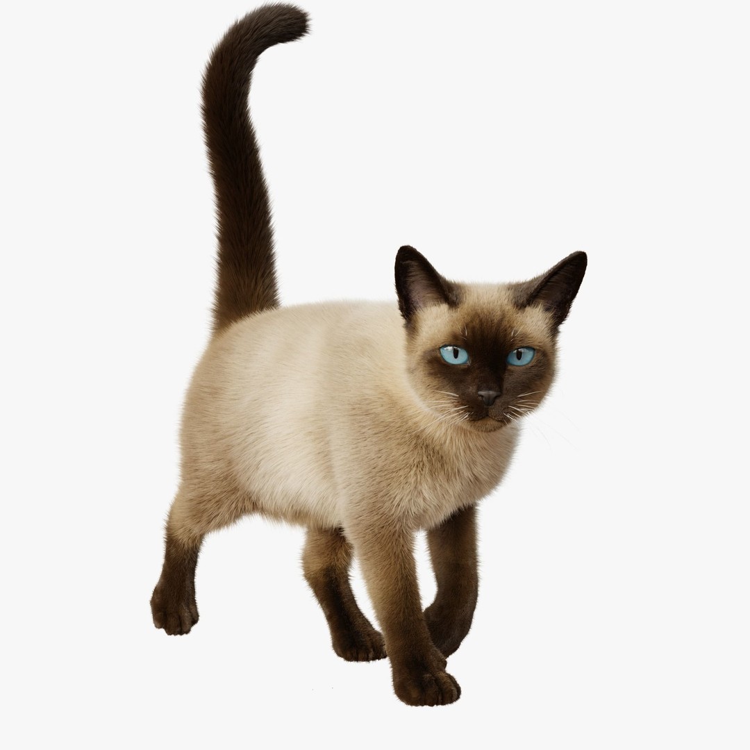 Siamese Cat 3D Model – Rigged Animated Character with PBR Textures - View 5