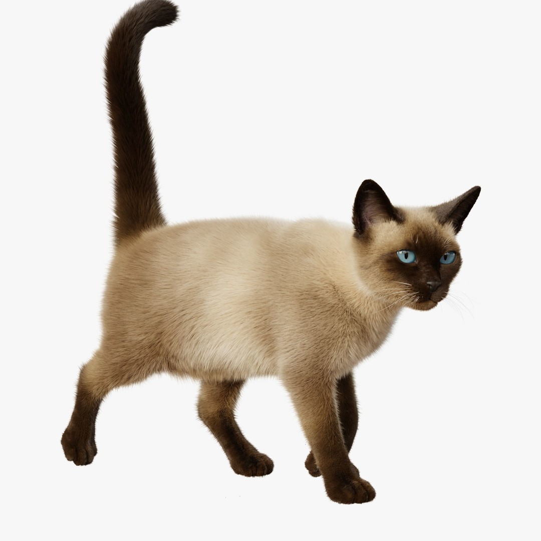 Siamese Cat 3D Model – Rigged Animated Character with PBR Textures - View 6