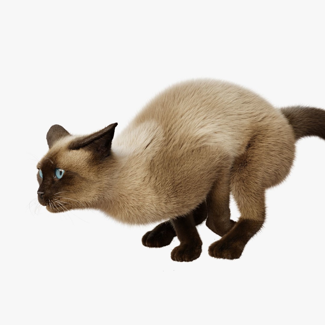 Siamese Cat 3D Model – Rigged Animated Character with PBR Textures - View 7