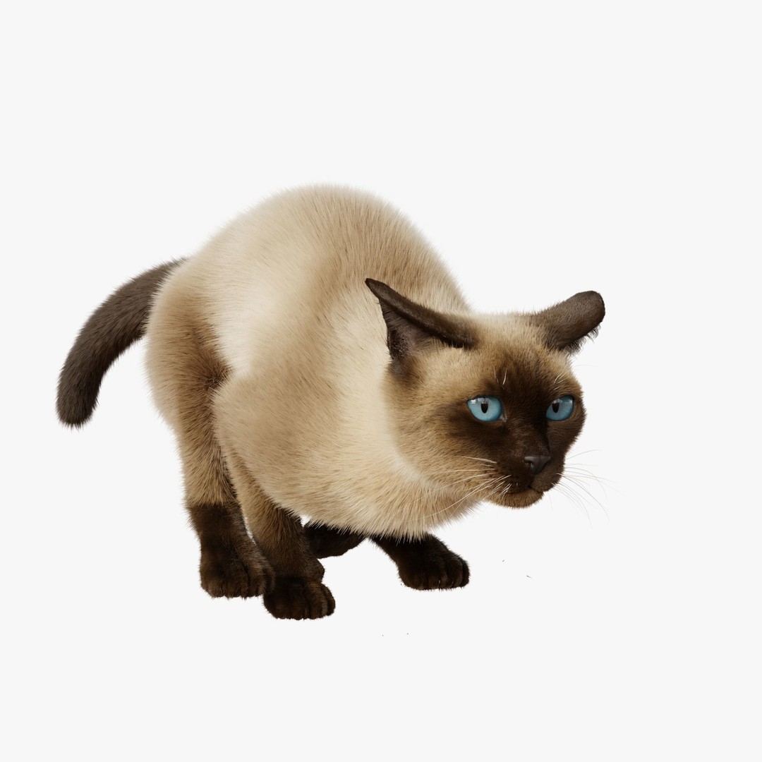 Siamese Cat 3D Model – Rigged Animated Character with PBR Textures - View 8