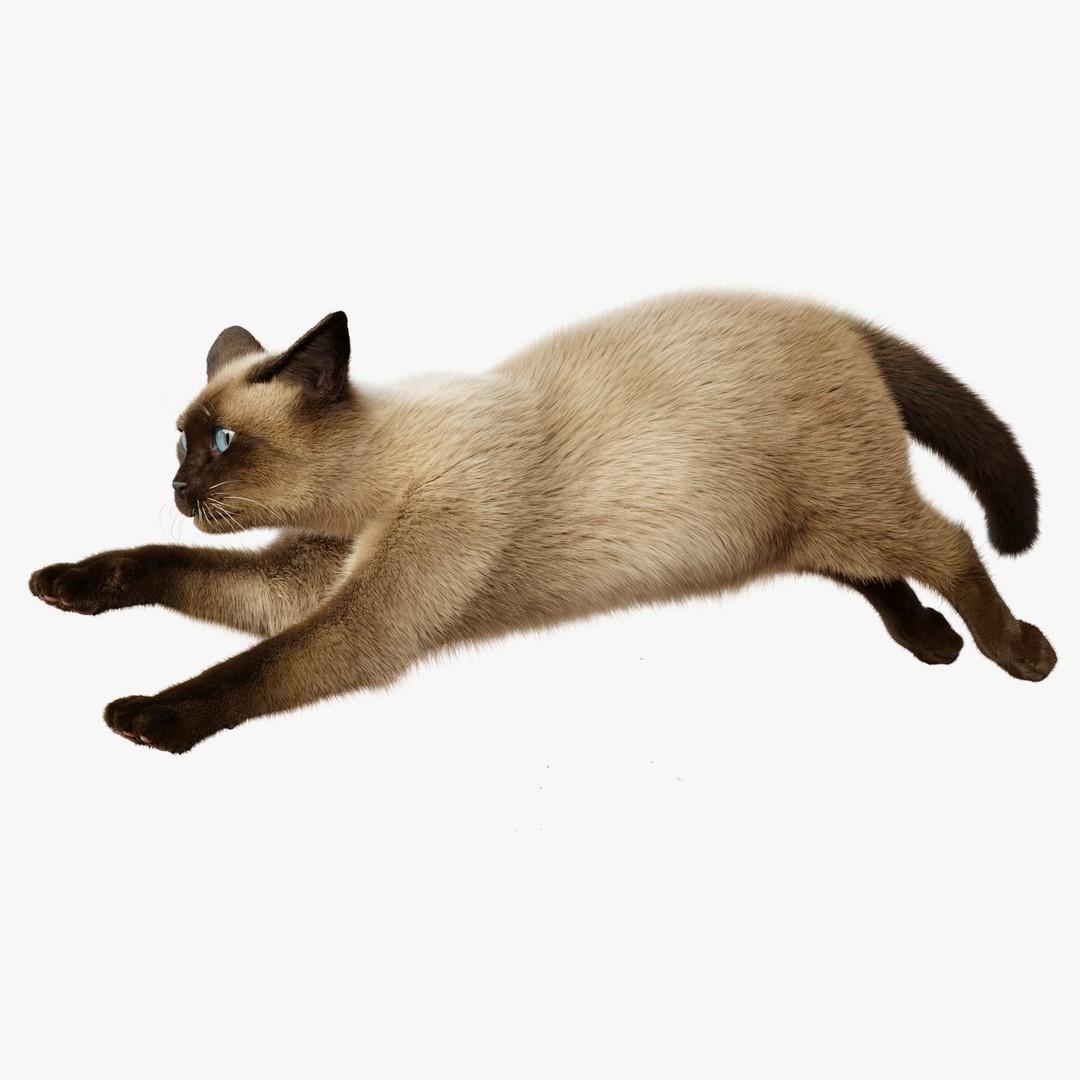 Siamese Cat 3D Model – Rigged Animated Character with PBR Textures - View 9