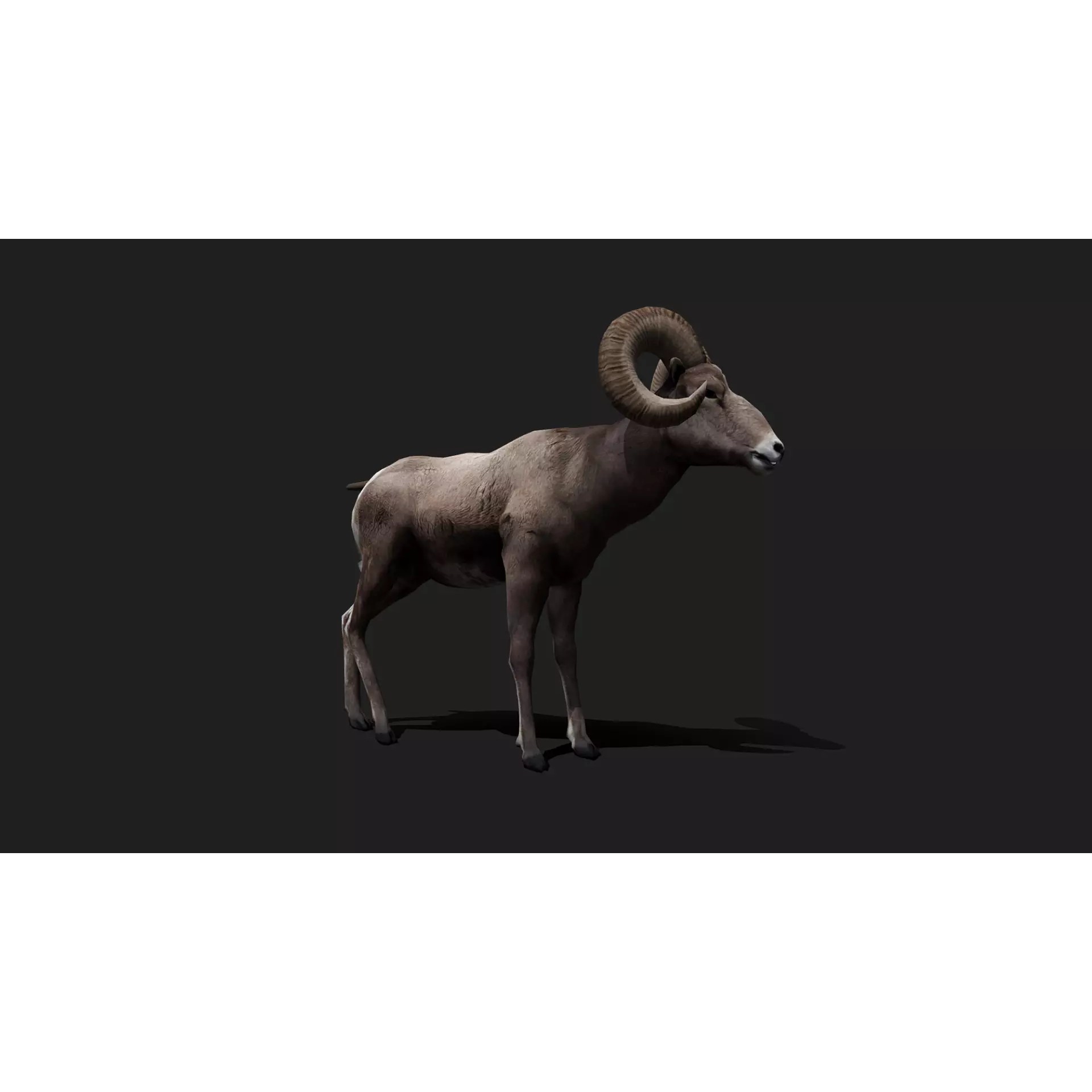 Ultimate 3D Animal Pack - Low-Poly Game-Ready 3D Model - View 10