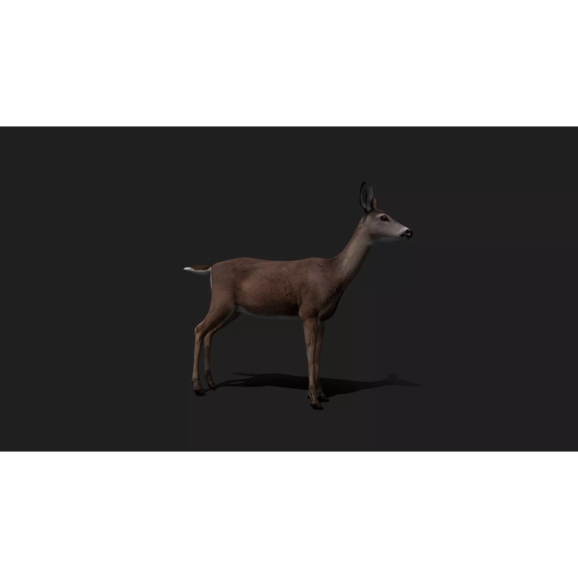 Ultimate 3D Animal Pack - Low-Poly Game-Ready 3D Model - View 24