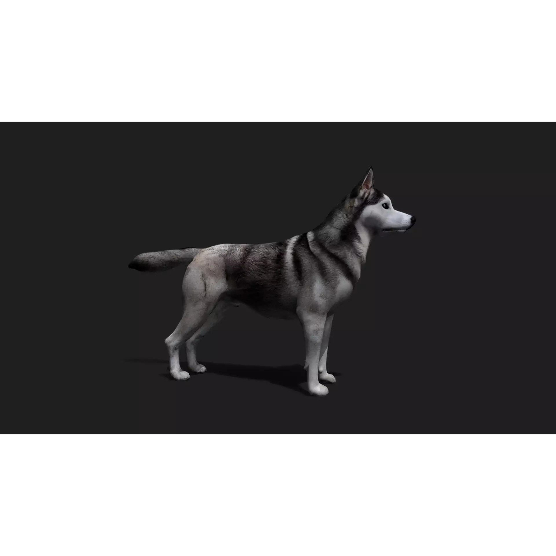 Ultimate 3D Animal Pack - Low-Poly Game-Ready 3D Model - View 29