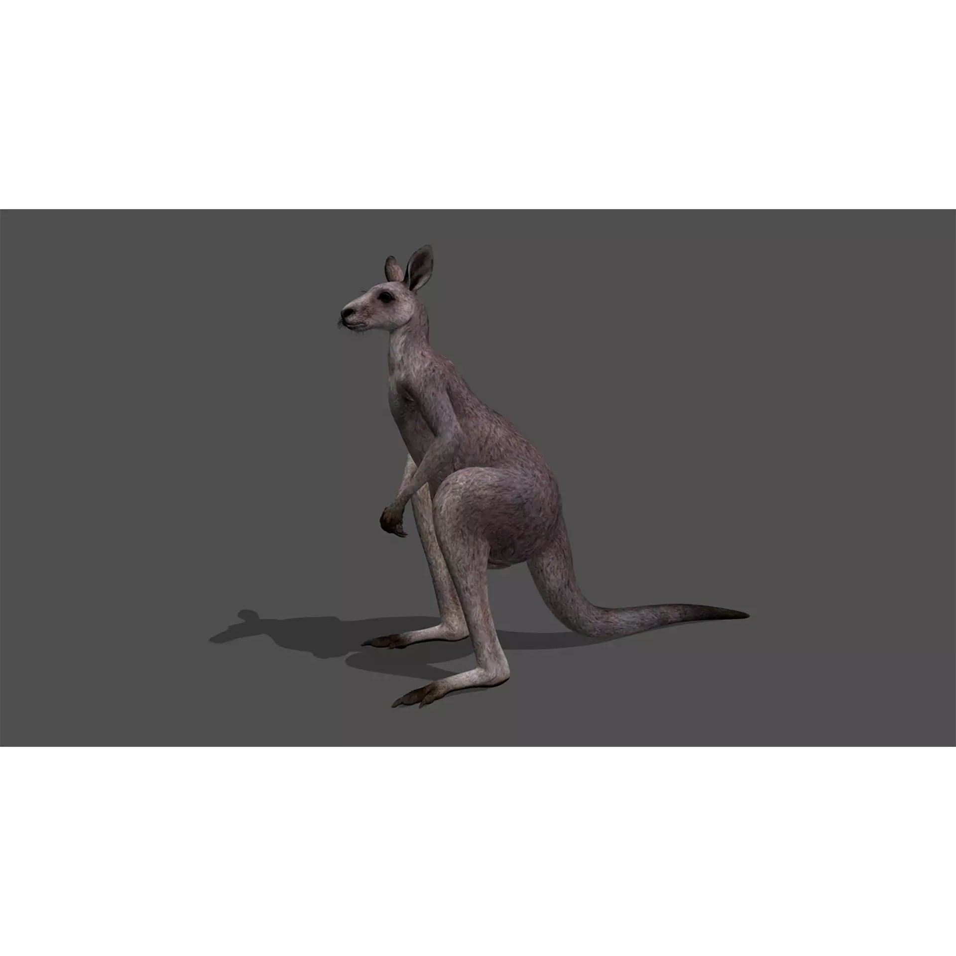 Ultimate 3D Animal Pack - Low-Poly Game-Ready 3D Model - View 74