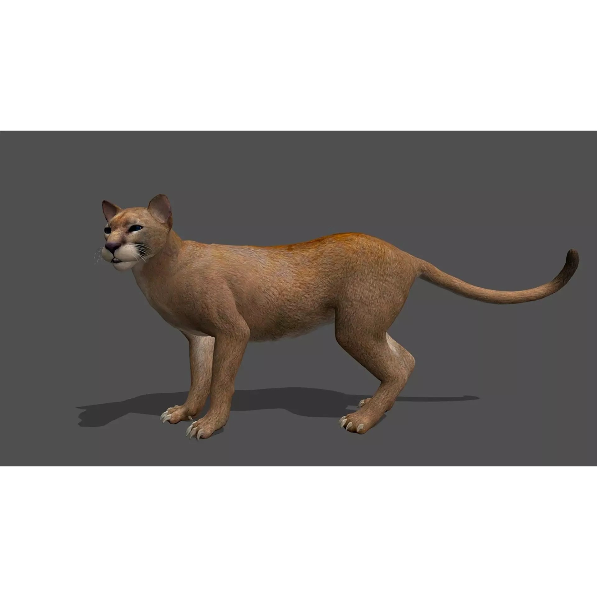 Ultimate 3D Animal Pack - Low-Poly Game-Ready 3D Model - View 78