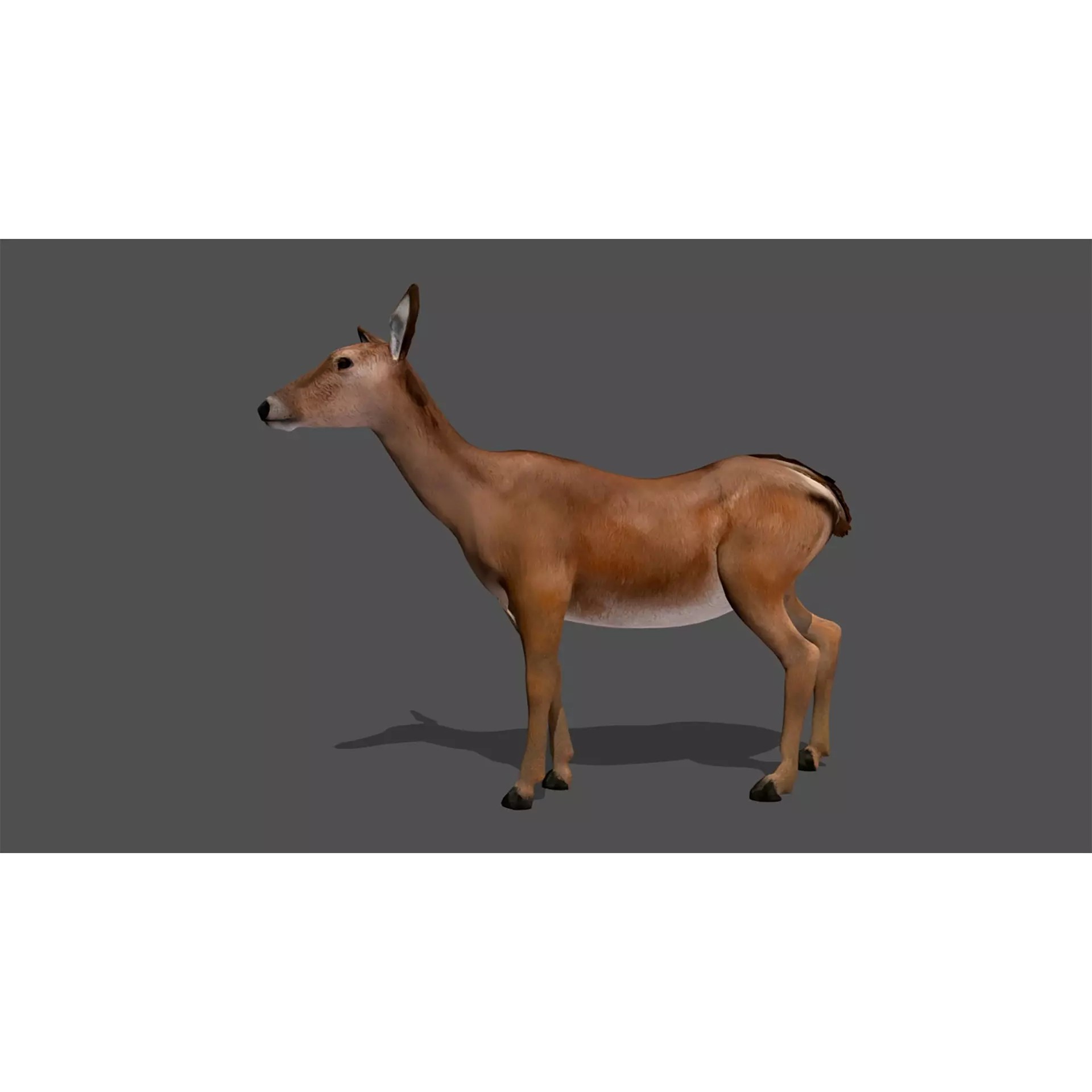 Ultimate 3D Animal Pack - Low-Poly Game-Ready 3D Model - View 80